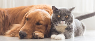 🐾 Schmuck, der Tieren hilft